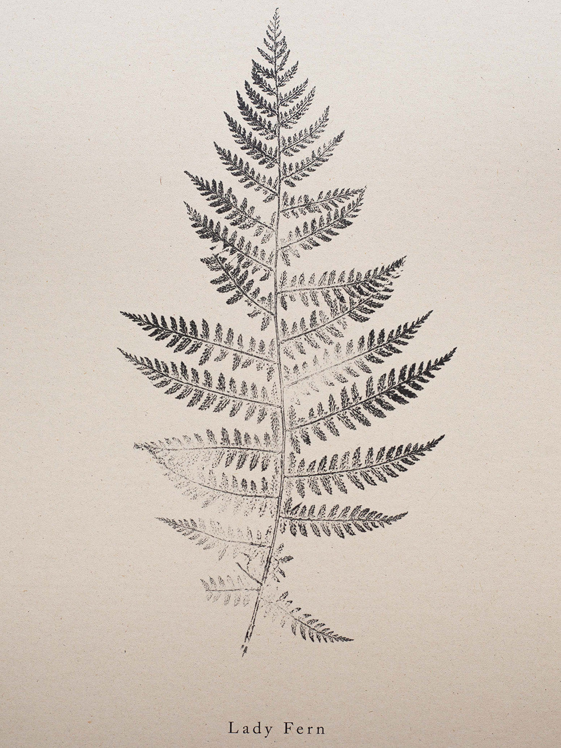 Print of a lady fern leaf on a beige background.