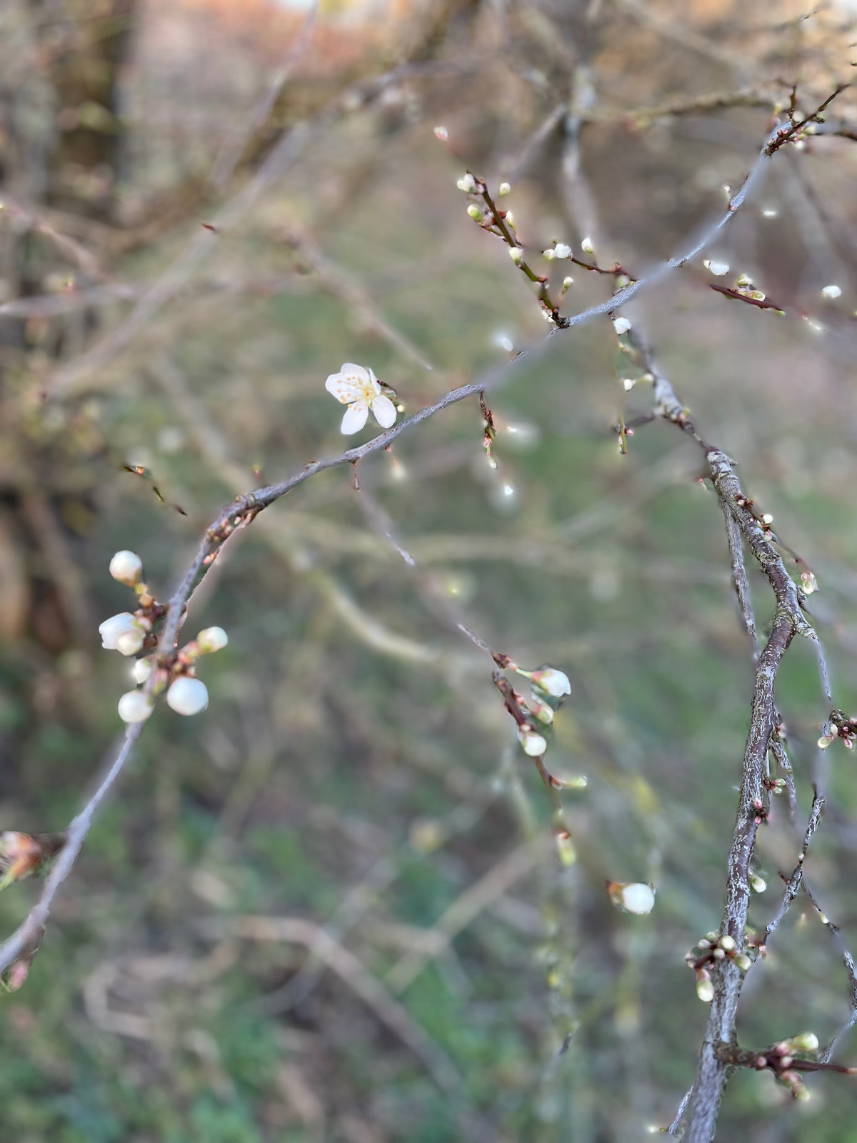 Spring