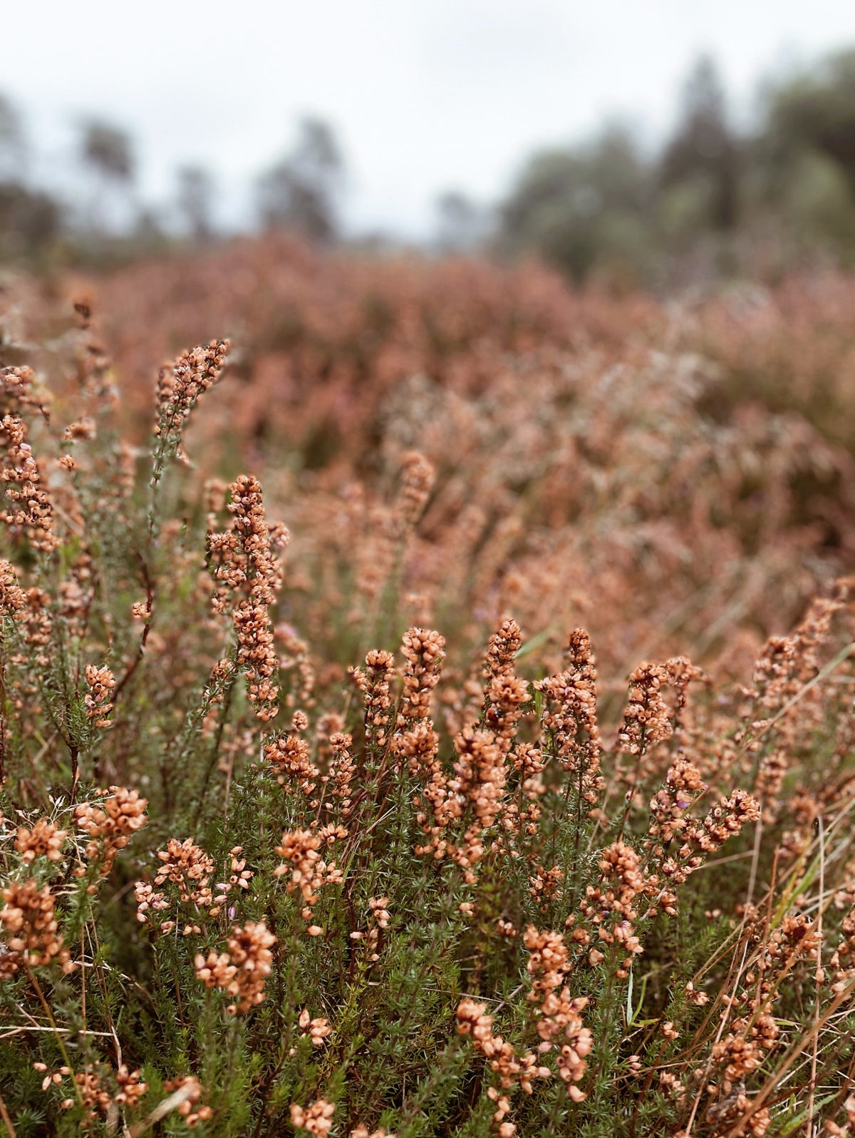 Heather with rust foliage