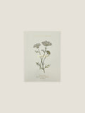 Ammi Majus seed packet with botanical illustration on a neutral background.