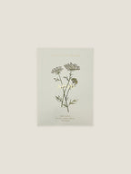 Ammi Majus seed packet with botanical illustration on a neutral background.
