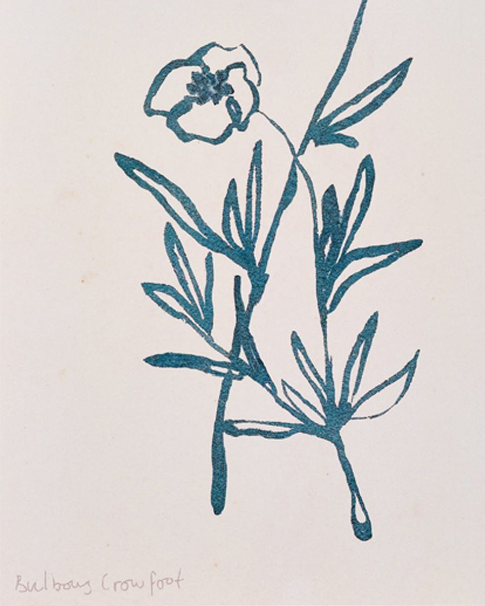 Close-up detail of art print of two Bulbous Crowfoot flowers in teal ink on vintage paper