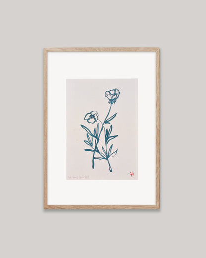 Art print of two Bulbous Crowfoot flowers in teal ink on vintage paper in a natural oak frame with an off-white mount