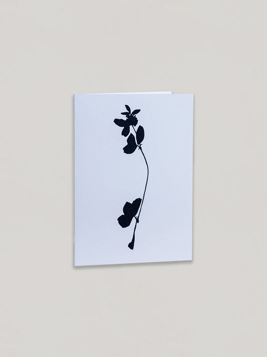 Clover Shadow botanical greetings card on a plain taupe background - front view.