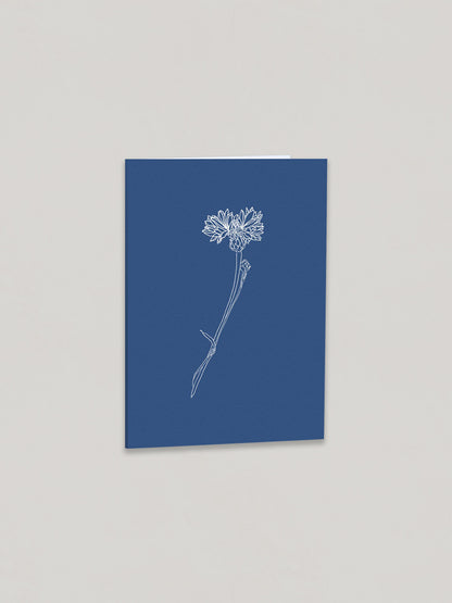 Cornflower botanical greetings card on a plain taupe background - front view.