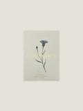 Cornflower seed packet with botanical illustration on a neutral background.