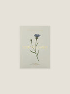 Cornflower seed packet with botanical illustration on a neutral background.