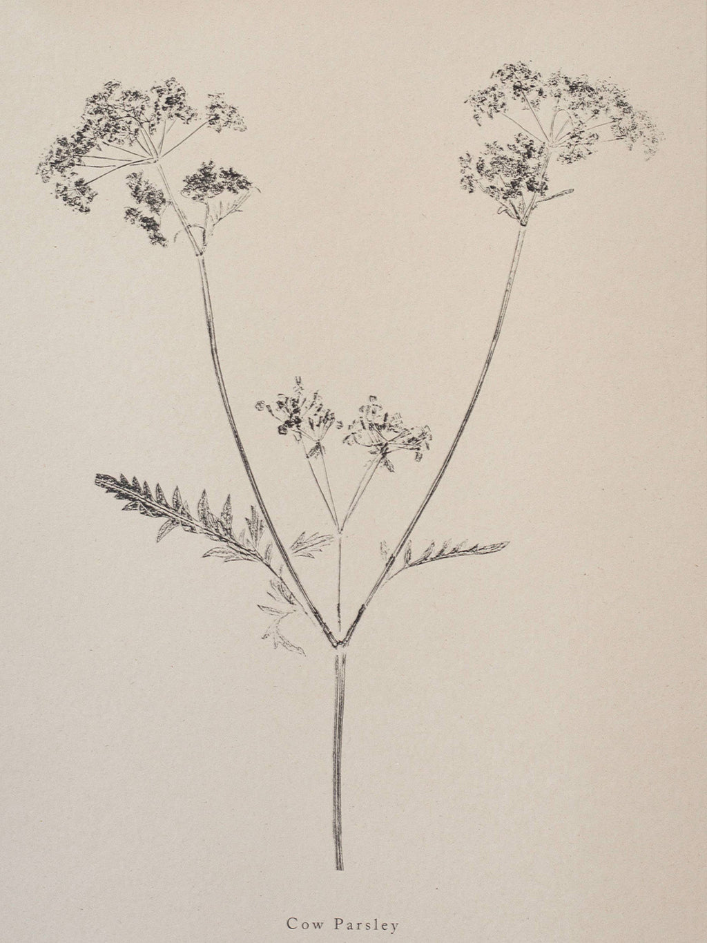 Botanical art print of cow parsley on a beige background with 'Cow Parsley' text.