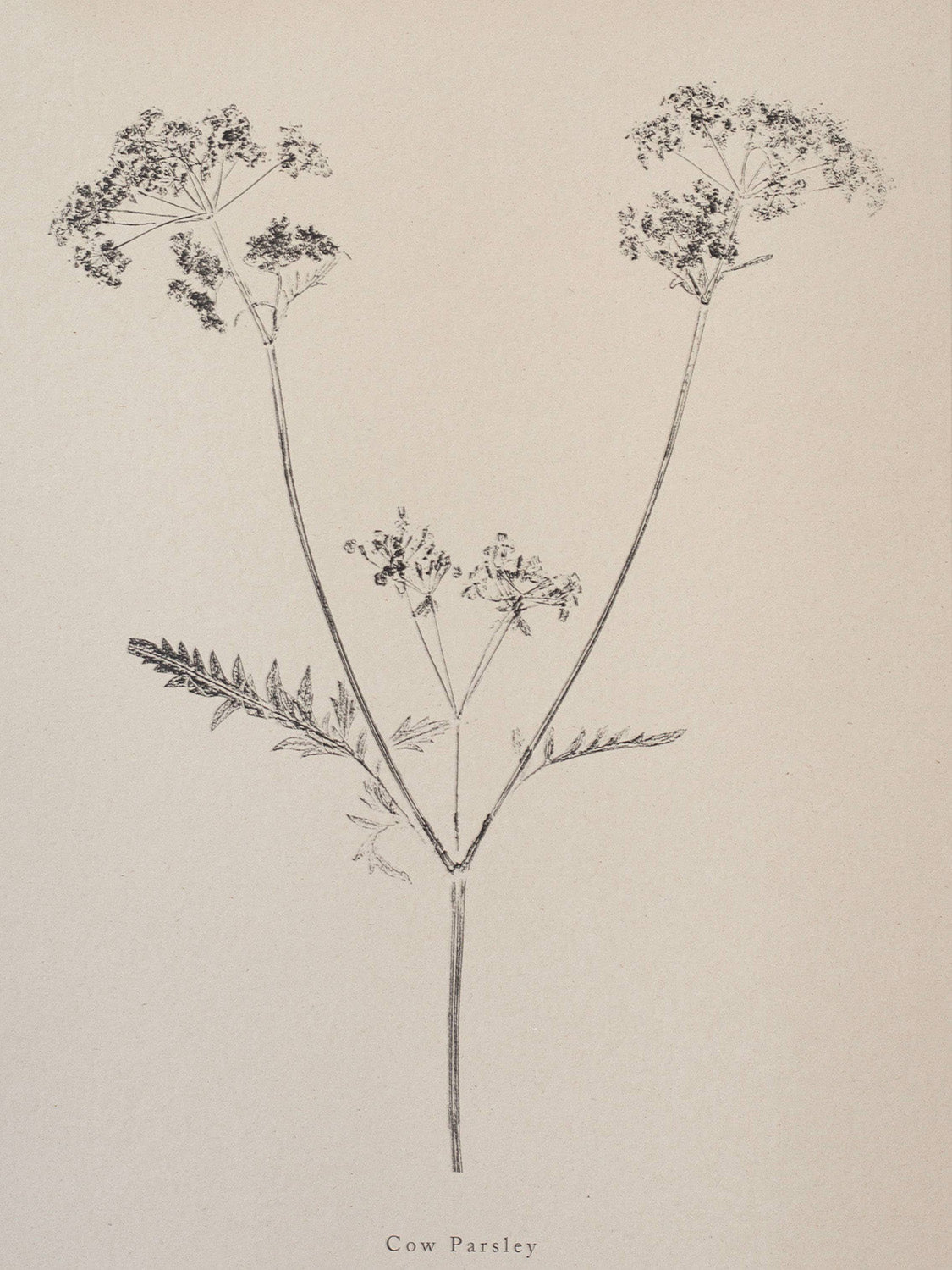 Botanical art print of cow parsley on a beige background with 'Cow Parsley' text.