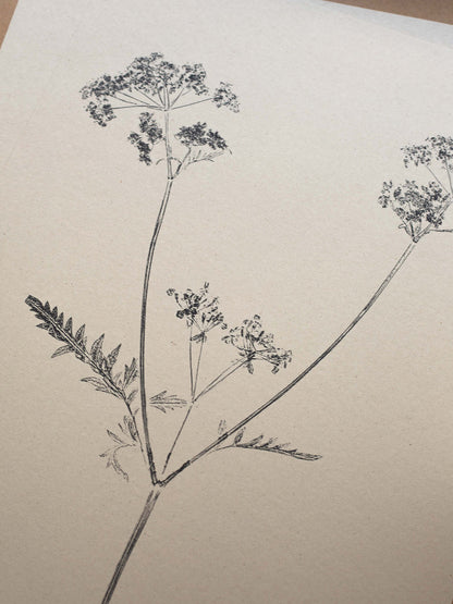 Close-up of botanical art print of cow parsley on a beige background.
