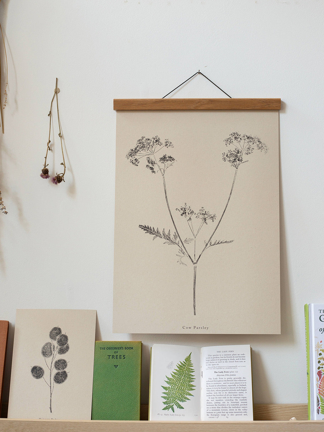 Botanical art print of cow parsley with a wooden hanger against a white wall with books below.