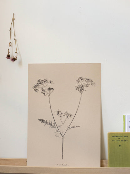 Botanical art print of cow parsley against a white wall with books beside it.