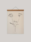 Botanical art print of cow parsley on a beige background with a wooden hanger.