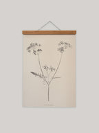 Botanical art print of cow parsley on a beige background with a wooden hanger.