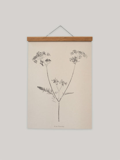 Botanical art print of cow parsley on a beige background with a wooden hanger.