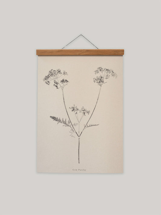 Botanical art print of cow parsley on a beige background with a wooden hanger.
