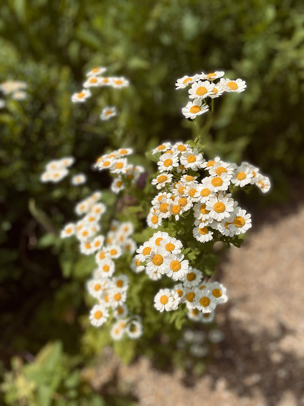 Feverfew Seed Packet | 400 Seeds