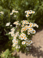 Feverfew Seed Packet | 400 Seeds