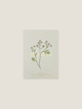 Feverfew seed packet with botanical illustration on a neutral background.
