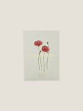 Field Poppy seed packet with botanical illustration on a neutral background.