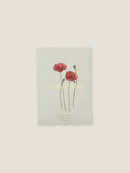 Field Poppy seed packet with botanical illustration on a neutral background.