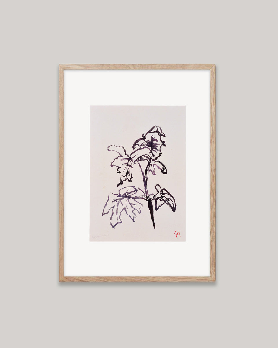 Art print of Geranium leaves in dark brown ink on vintage paper in a natural oak frame with an off-white mount