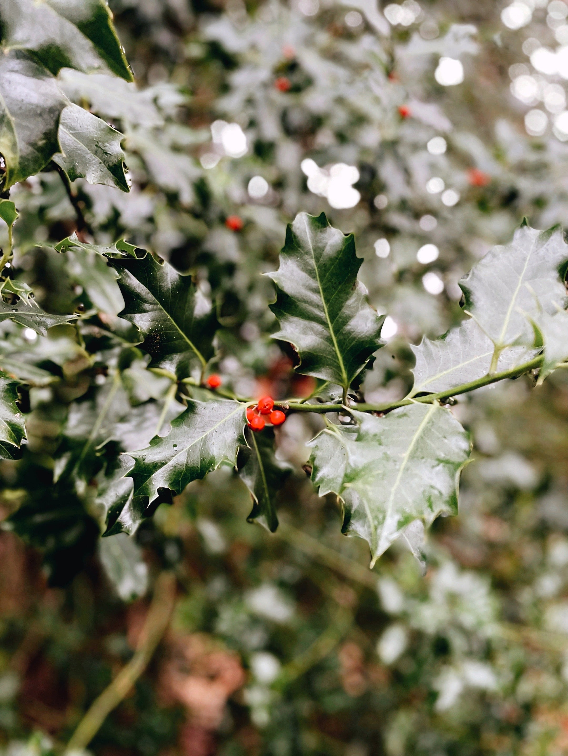Holly leaves with red berries on a blurred natural background.