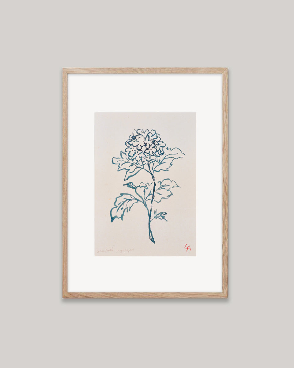 Art print of a Hydrangea flower in teal ink on vintage paper in a natural oak frame with an off-white mount