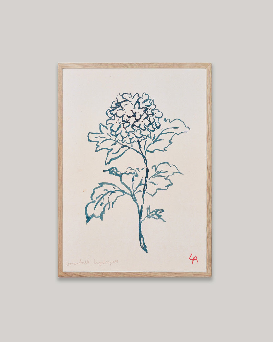 Art print of a Hydrangea flower in teal ink on vintage paper in a natural oak frame