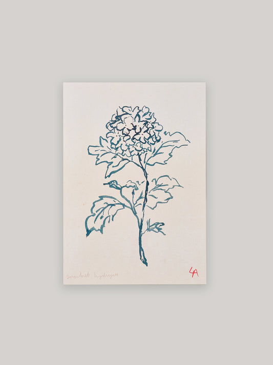 Hydrangea botanical art print.