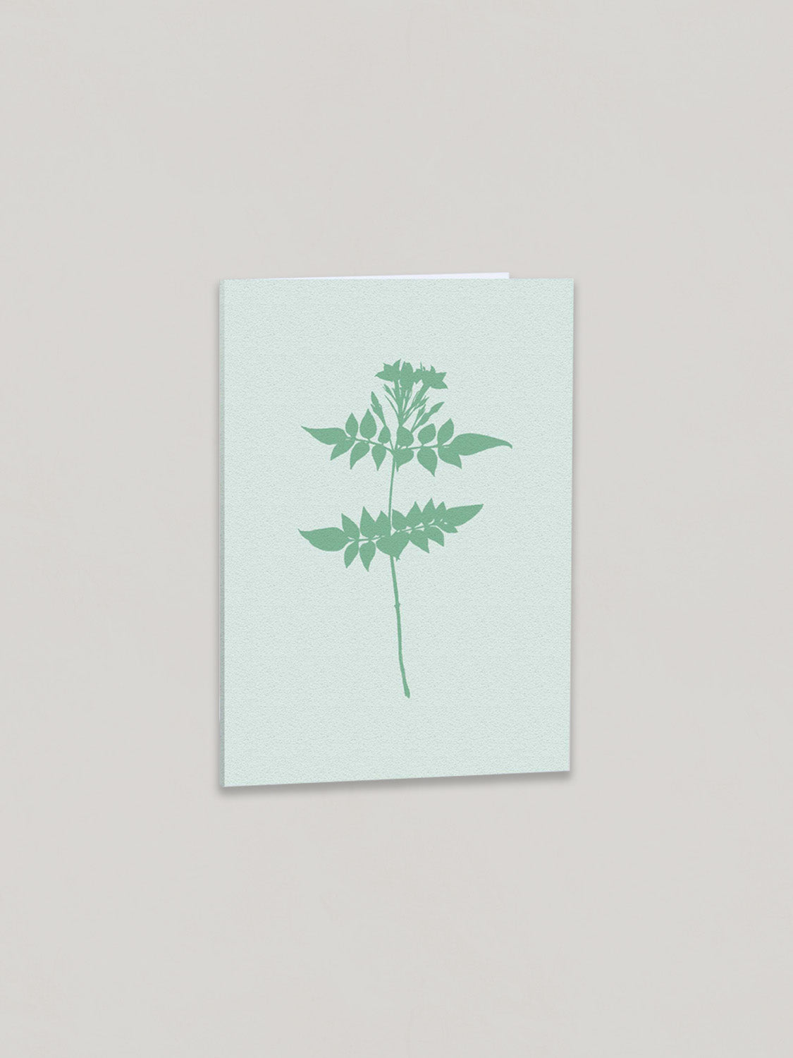 Jasmine botanical greetings card on a plain taupe background - front view.