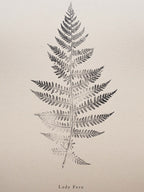 Print of a lady fern leaf on a beige background.