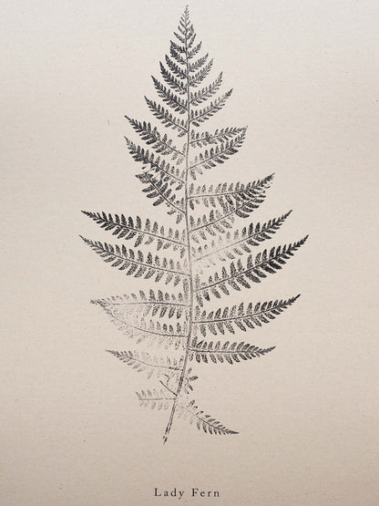 Print of a lady fern leaf on a beige background.