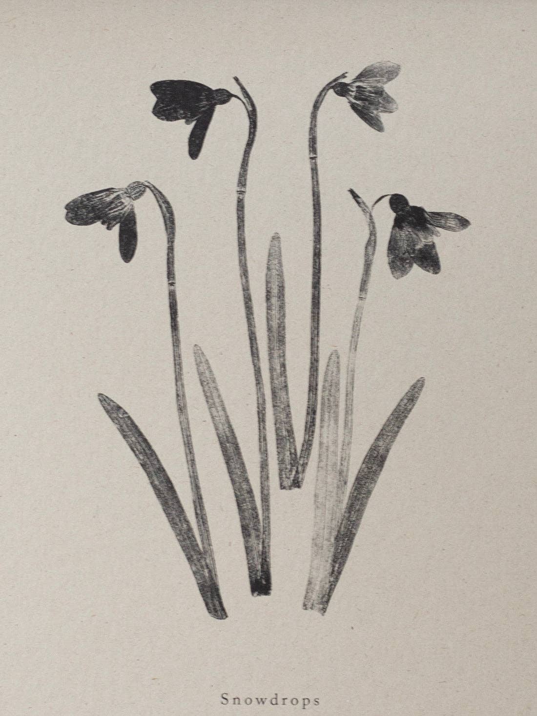 Close-up of botanical art print of snowdrops on a beige background with 'Snowdrops' text.