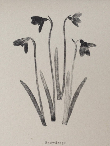 Close-up of botanical art print of snowdrops on a beige background with 'Snowdrops' text.