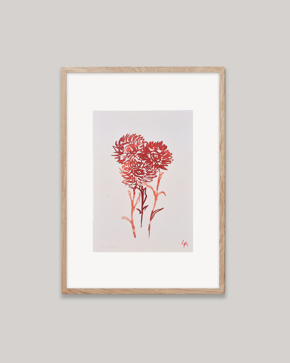 Art print of three Strawflowers in red ink on vintage paper in a natural oak frame with an off-white mount